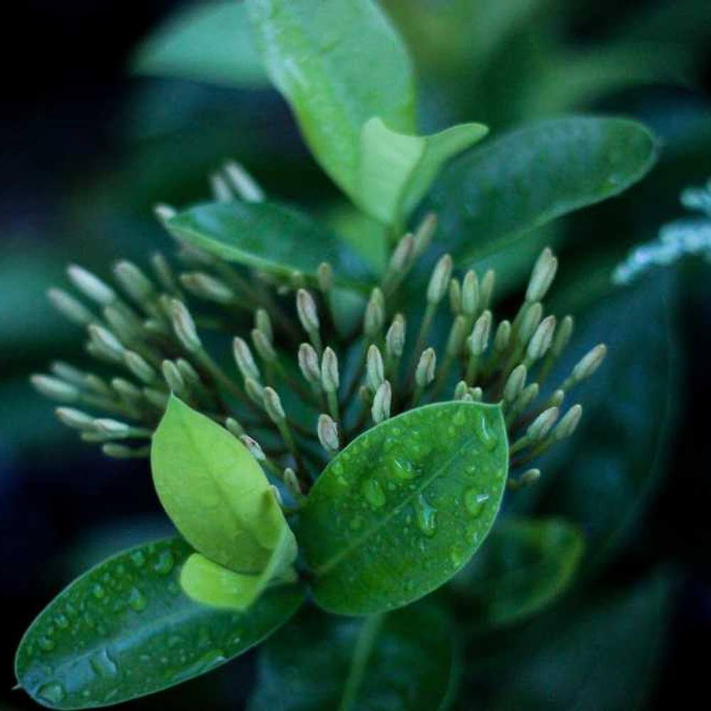 Example Image Alt